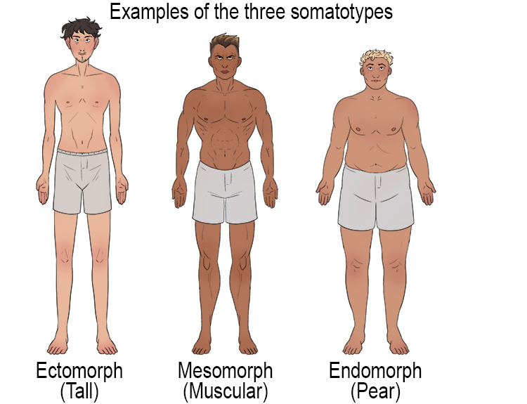 Note: The three different body types are ectomorph, endomorph and mesomorph.